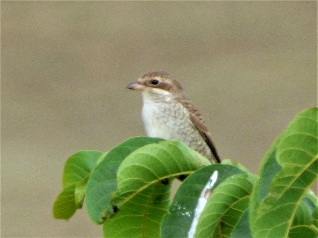 Averla piccola (Lanius collurio)